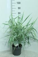 Arundo don. Variegata