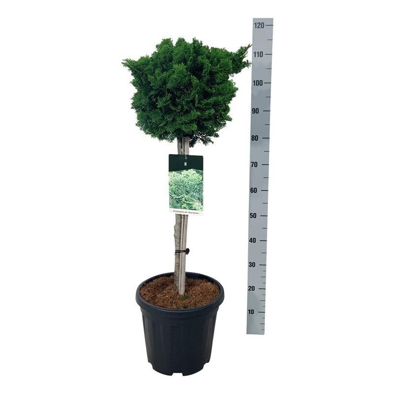 Picture of Chamaecyparis o. Nana Gracilis P32 90cm