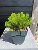Pinus mugo subsp. mugo