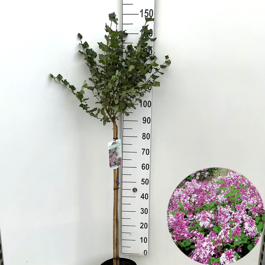 Picture of Syringa meyeri Palibin P26 (7.5 Ltr) 90/STD