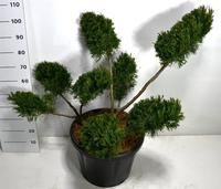 Juniperus pfit. Mint Julep