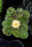 Nymphaea Texas Dawn