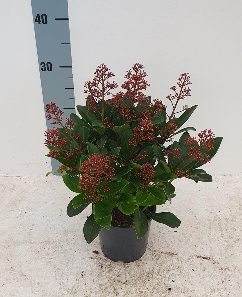 Picture of Skimmia jap. Rubella P13 10/15-FLOWERS