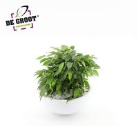 Ficus Green Kinky arr. in bowl