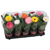Gerbera by additional lighting 1 Flower