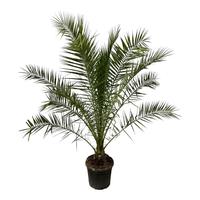 Phoenix Canariensis