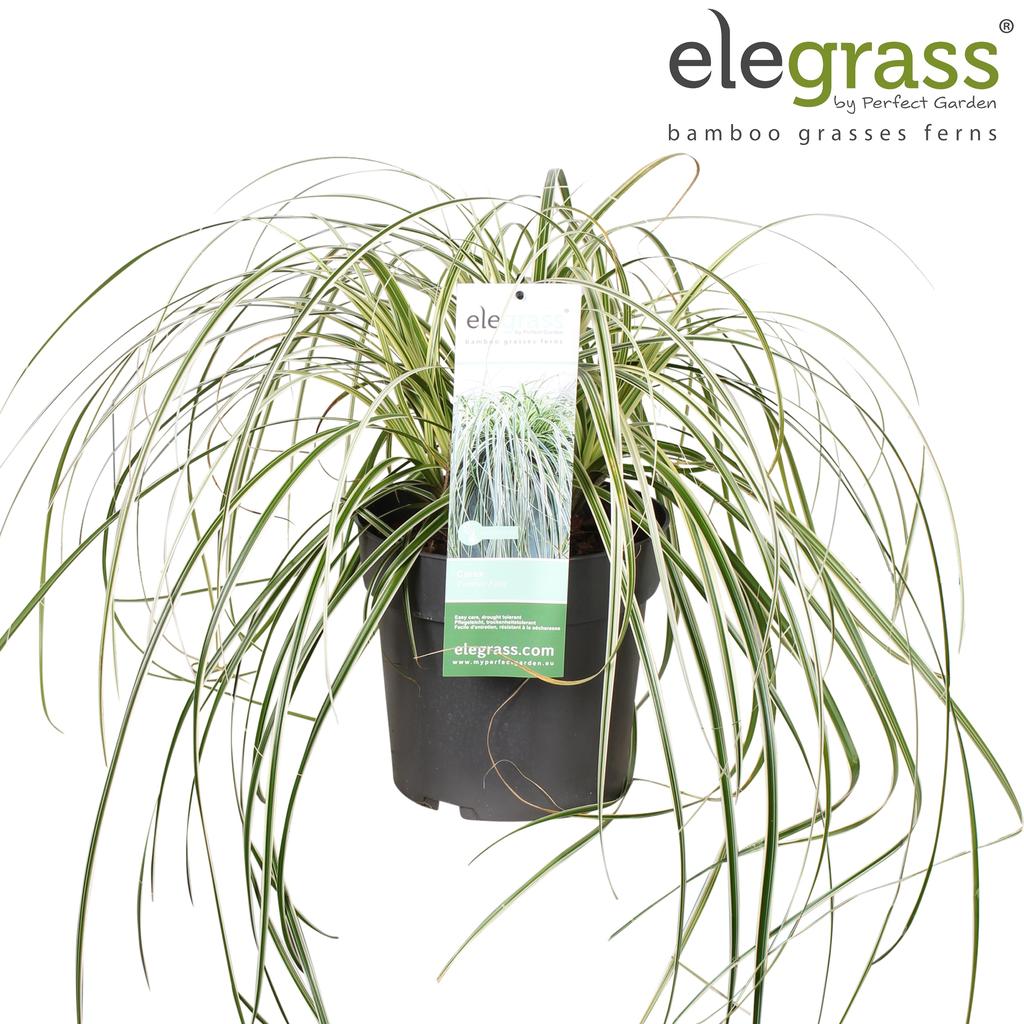 Picture of Carex Feather Falls P23 (5 Ltr)