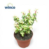Crassula Afra Mediopicta