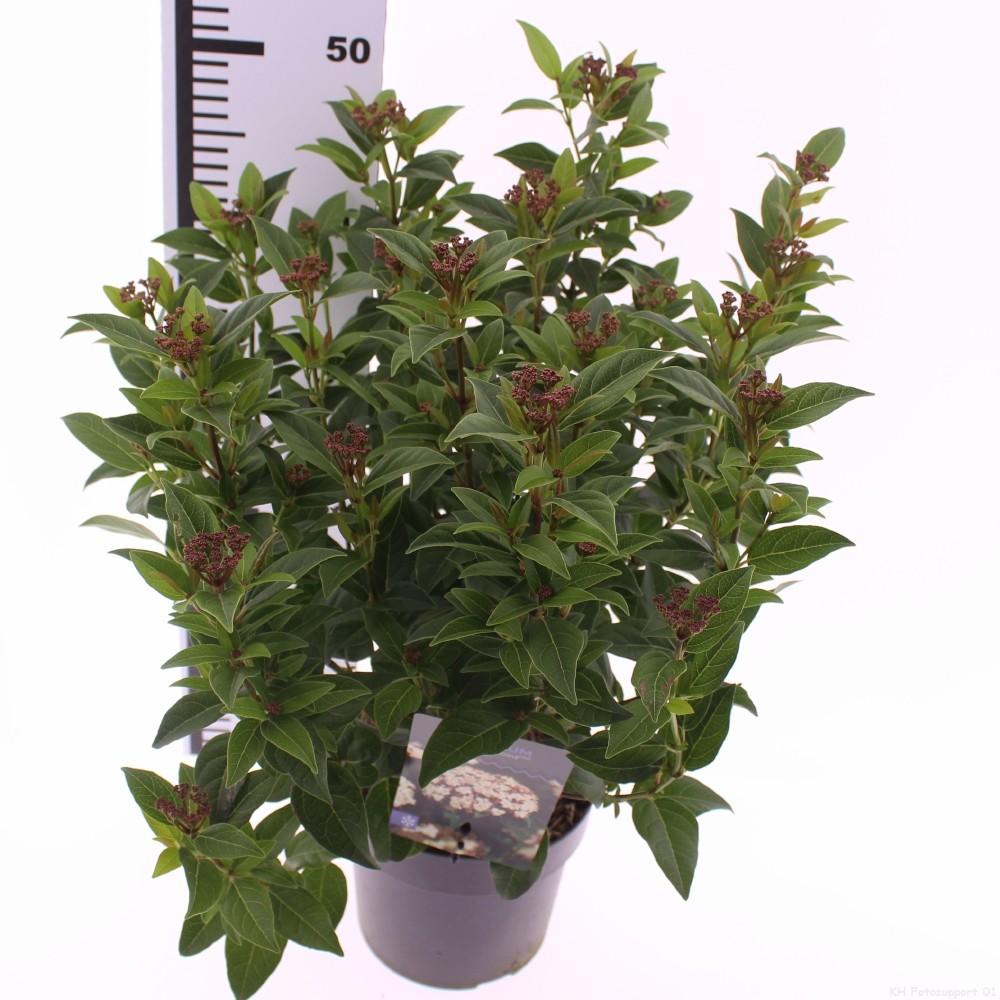 Picture of Viburnum tinus Ladybird PBR P17 (2 Ltr)