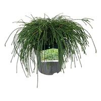 Thuja pl. Whipcord