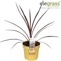 Cordyline aus. Red Star