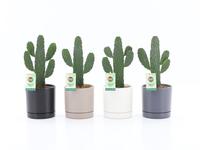 Opuntia rubescens Consolea in Hainan ceramic 4 colours