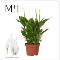 Spathiphyllum Rondo