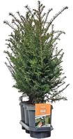Hedgeline Taxus baccata