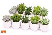 Succulent mix in Lindos 7 UK - NON CITES
