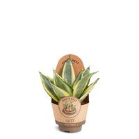 Sansevieria Hahnii Golden
