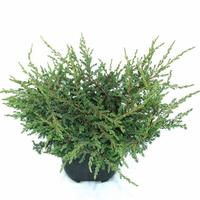 Juniperus com. Repanda
