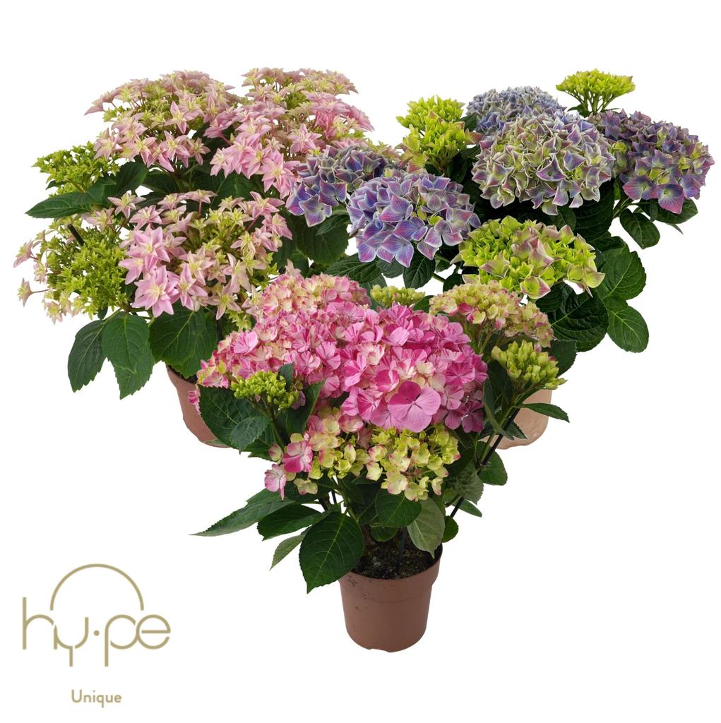 Picture of Hydrangea Hy-pe Mix 7+ Hy-pe Unique P14 40CM