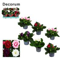 Gloxinia Sonata in varieties