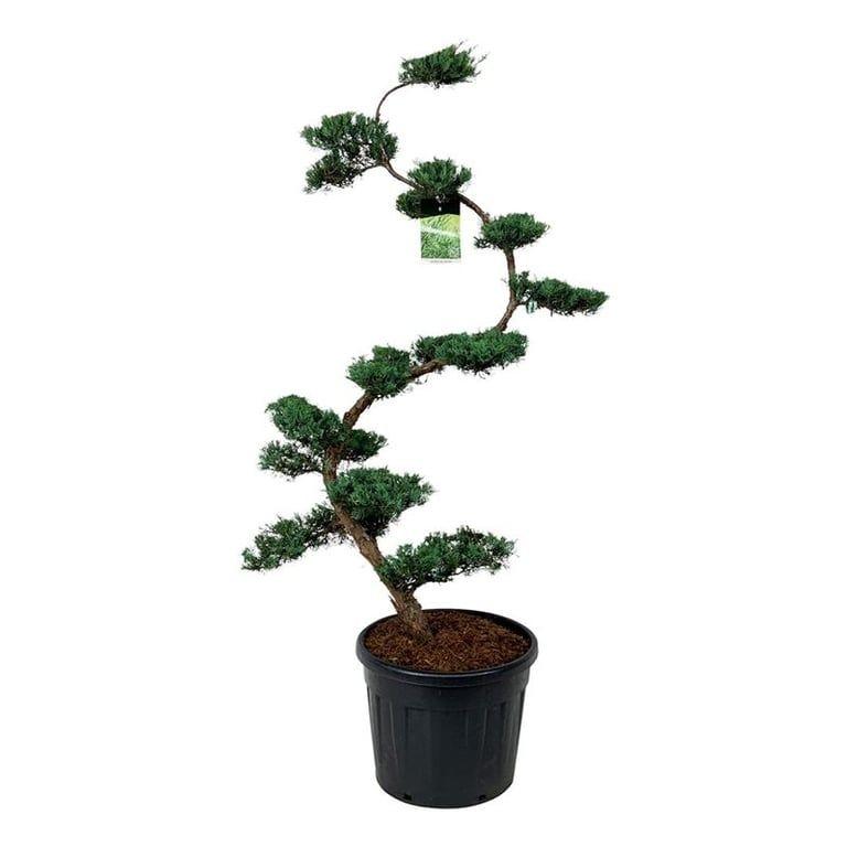 Picture of Juniperus virg. Grey Owl P60 220/CM INCL POT