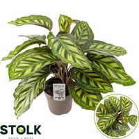 Calathea Moonlight