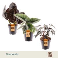 Alocasia in varieties