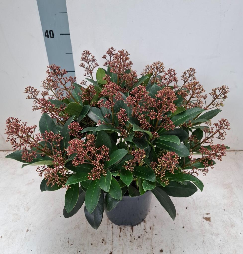 Picture of Skimmia jap. Rubella P19 (3 Ltr) 20/+-FLOWERS