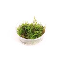 Vesicularia dubyana CUP - Tray 3 × 100 £ 2.18 (Tray) £ 2.13 Shelf £ 2.12 Trolley Tray £ 2.18 × 3 (0.2%)
