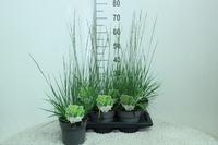 Molinia cae. Heidebraut