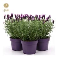 Lavandula st. Anouk Collection