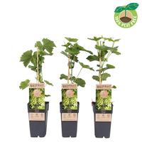Vitis vin. Sukribe (extra hardy)