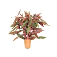 Alternanthera sessilis