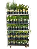 Conifers in varieties