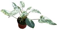 Philodendron Emerald Queen