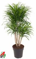 Dracaena Anita variegata branched