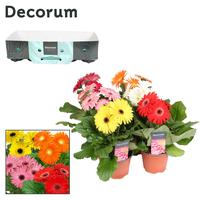 Gerbera 3+ flowers varieties