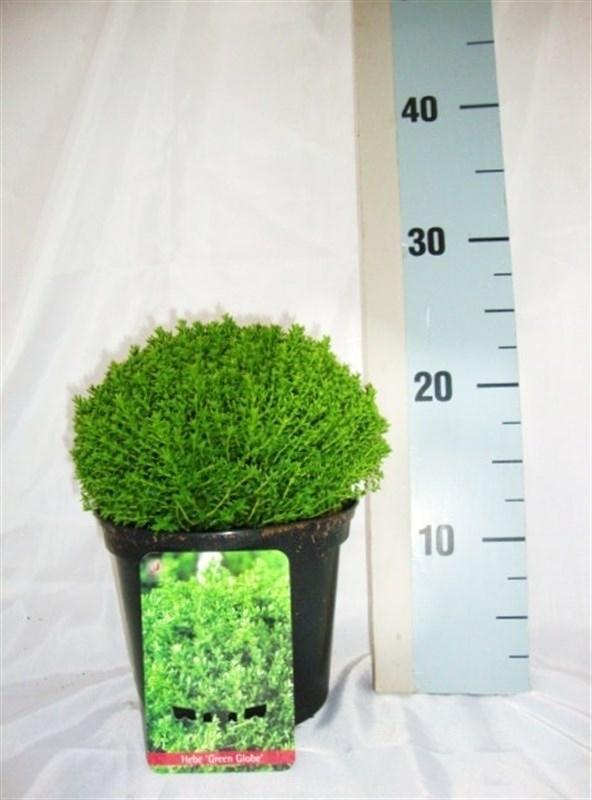Picture of Hebe Emerald Gem P17 (2 Ltr)