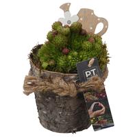 PTS7423 Arrangement Sempervivum in wooden pot