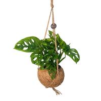 Kokodama Monstera Adansonii Monkey leaf