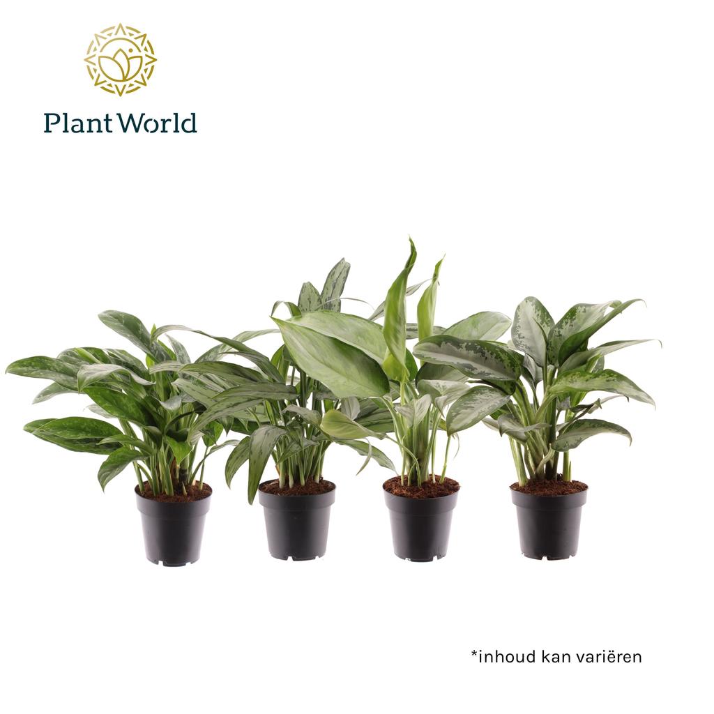 Image de Aglaonema in varieties (Decorum) P12 40CM