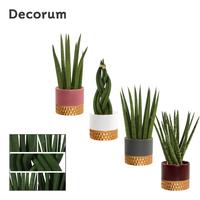 Sansevieria Cylindrica mix in Frederique (Rich love-collect