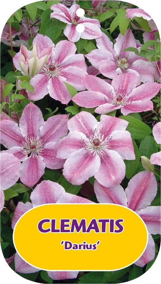 Picture of Clematis Darius P15 (2 Ltr/high) 80/100