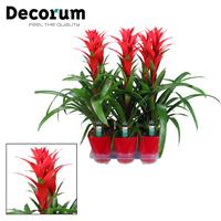 Guzmania Ostara Luxury ceramics