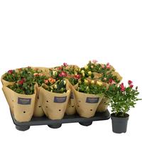 Rosa in varieties in Paper sleeve
