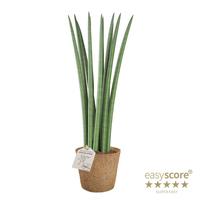 Sansevieria cylindrica Straight - COCOZ