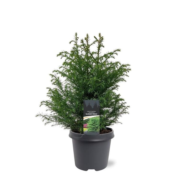 Picture of Cryptomeria japonica Elegans Viridis P23 (5 Ltr)