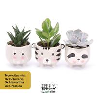 Succulent in varieties TRULY Animal Grey - NON-CITES