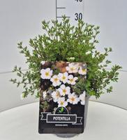 Potentilla f. Abbotswood