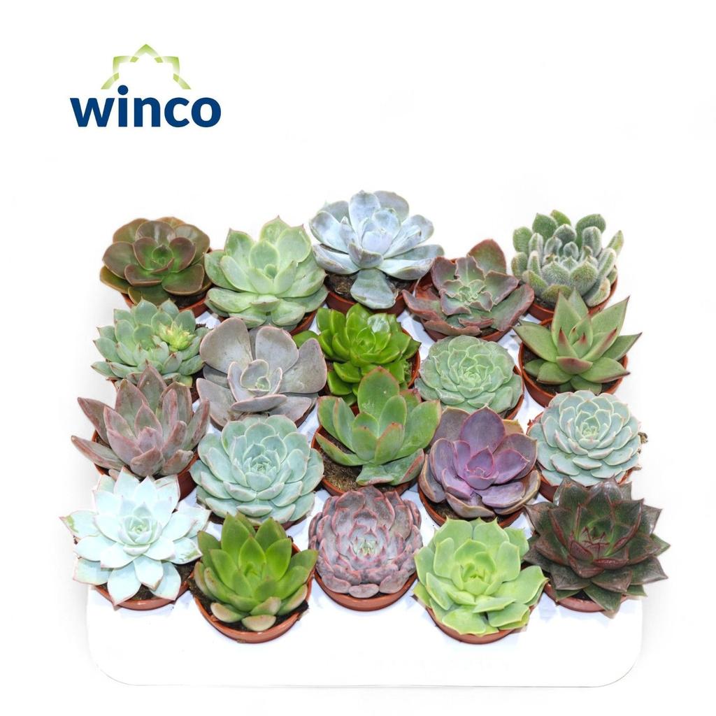 Image de Echeveria Mix (20spc.) P5.5 10CM