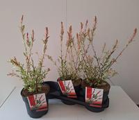 Salix int. Flamingo